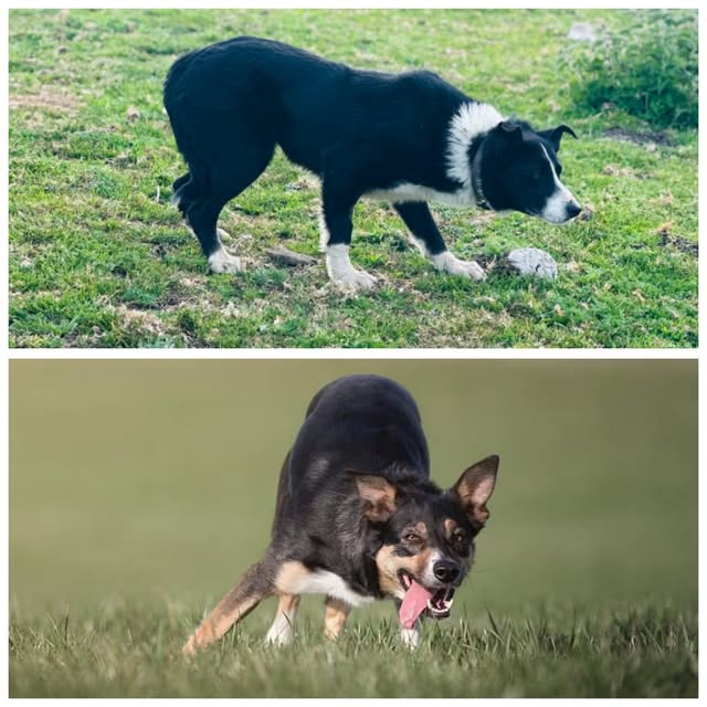 Border Collie in Bewegung auf einer Wiese