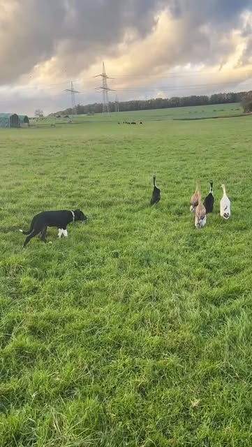Border Collie bei der Hütearbeit mit Enten auf einer Weide