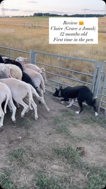 Border Collie bei der Hütearbeit mit Schafen