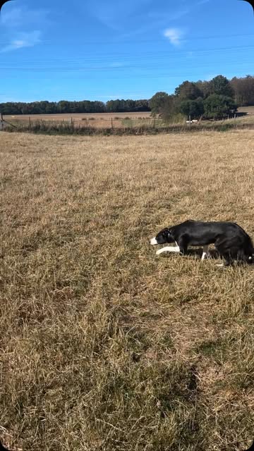 Border Collie auf einer Weide