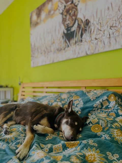 Border Collie entspannt auf einem Bett