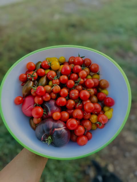 Schüssel mit frisch geernteten Tomaten