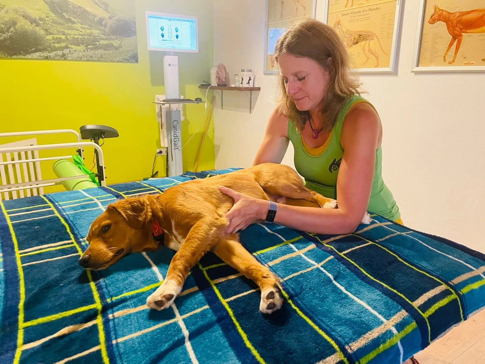 Tierärztin Diana Domokos bei der osteopathischen Behandlung eines Hundes in ihrer Praxis