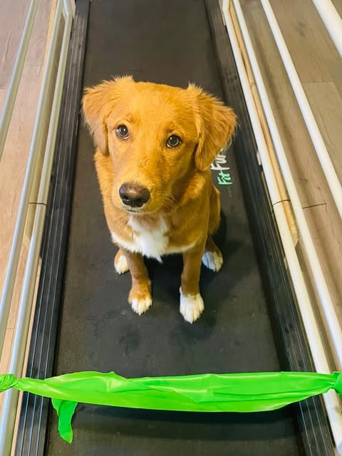 Hund auf einem Laufband zur Bewegungsanalyse