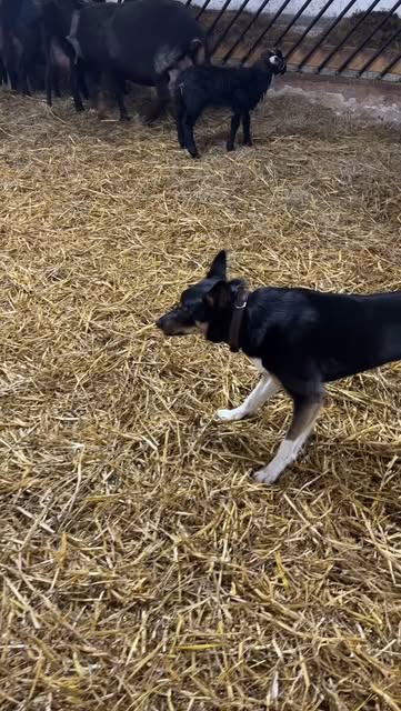 Border Collie im Stall auf Stroh