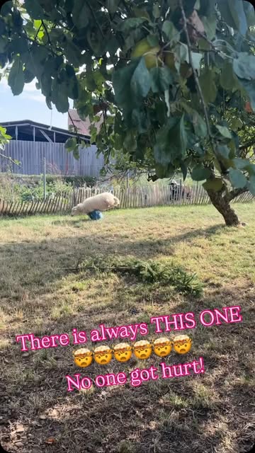 Geflügel unter einem Baum auf der Weide