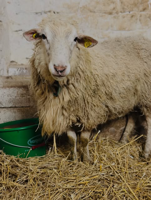 Mutterschaf mit einem Lamm im Stall